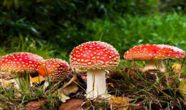 蘑菇视频爆料吃瓜51,吃瓜51背后的惊人真相