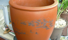 花盆儿短视频,园艺生活美学新体验