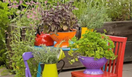 花盆儿短视频,园艺生活美学新体验