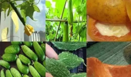 六点半吃瓜爆料